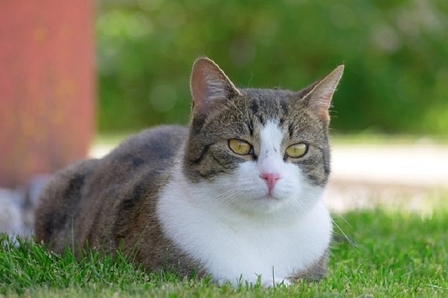 Lo que vemos es lo que obtenemos de nuestras mascotas