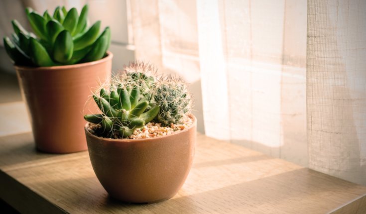 Tener plantas en el hogar nos sienta muy bien tanto estéticamente como la actividad de cuidarlas