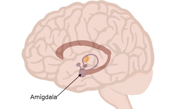 La amígdala se encuentra en el sistema límbico, y se encarga de procesar las emociones