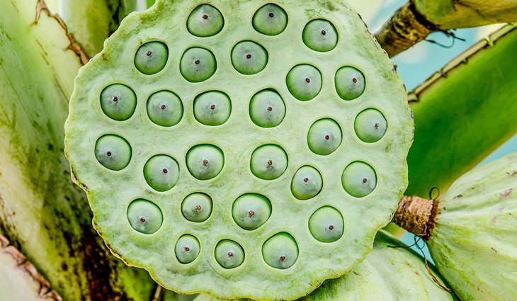 Tripofobia: miedo irracional a un conjunto de agujeros