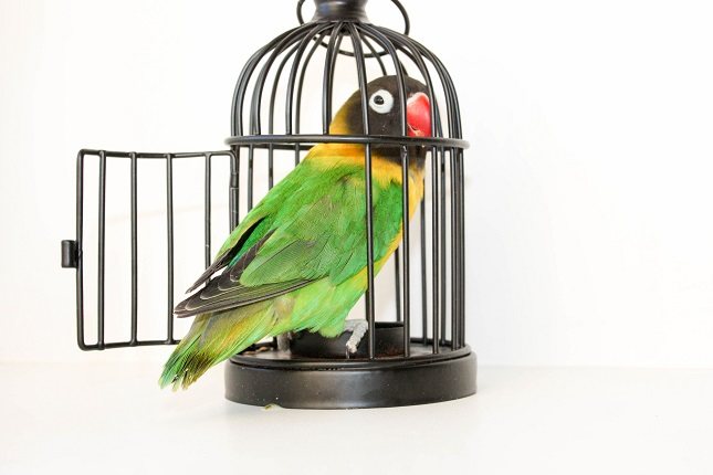 La indefensión aprendida también se ha asociado con varios trastornos psicológicos diferentes