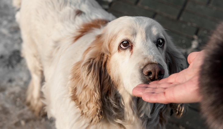 Se recomienda que el acercamiento al animal sea lento