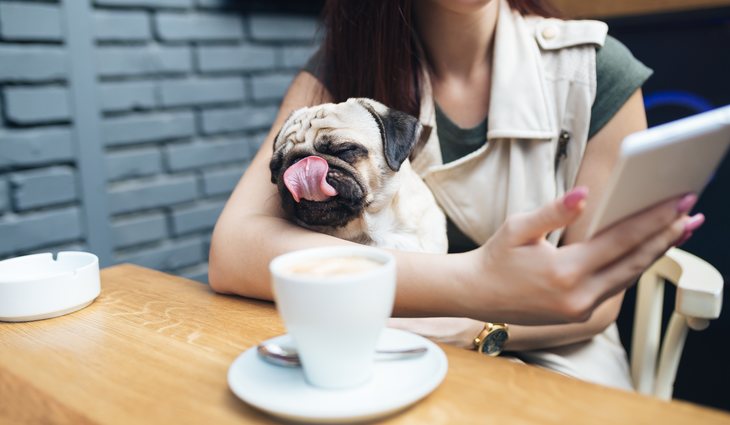 Estos animales de compañía cada vez pueden entrar a más locales públicos