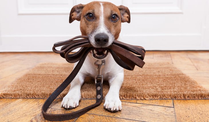 Estas mascotas suelen ser las que protegen el hogar y sus integrantes
