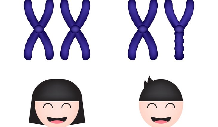 El sexo biológico no determina ni la identidad sexual ni la orientación