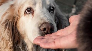 Cómo superar el miedo a los perros